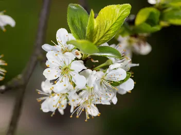 Śliwa domowa 'Herman' - zdjęcie 2