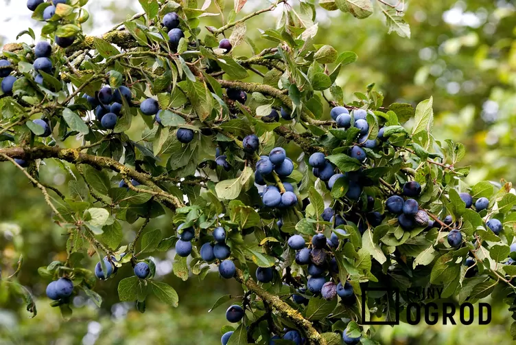 Śliwa domowa 'Herman'