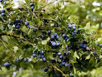 Śliwa domowa 'Herman' - zdjęcie 3