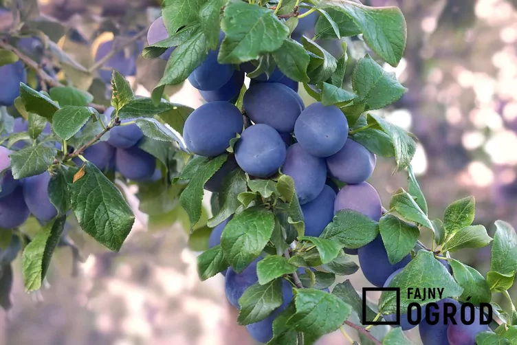 Śliwa domowa 'Herman'