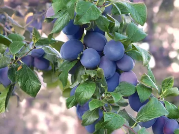 Śliwa domowa 'Herman' - zdjęcie 4