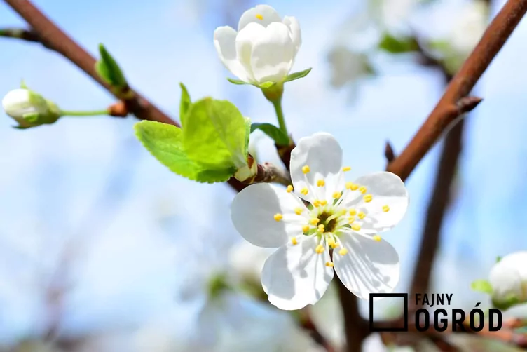 Śliwa domowa 'Herman' - zdjęcie 5