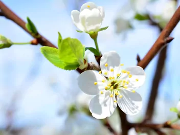 Śliwa domowa 'Herman' - zdjęcie 5