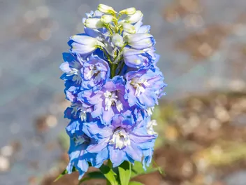 Ilustracja rośliny ostróżka trwała