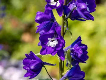 Ostróżka trwała - zdjęcie 2