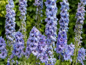 Ostróżka trwała - zdjęcie 3