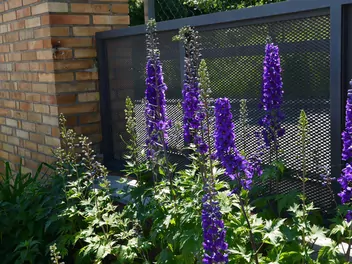 Ostróżka trwała - zdjęcie 4