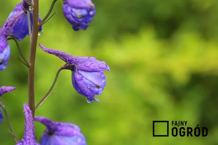 Ostróżka trwała - zdjęcie 5