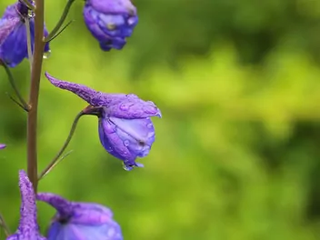 Ostróżka trwała - zdjęcie 5