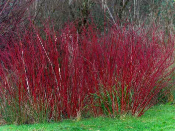 Dereń biały 'Sibirica' - zdjęcie 2