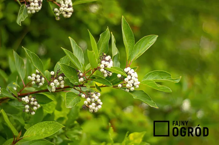 Dereń biały 'Sibirica'