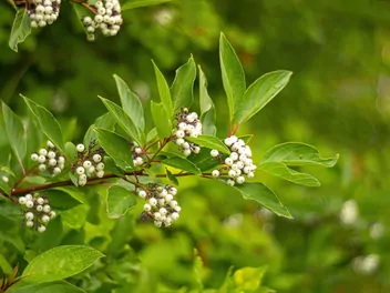 Dereń biały 'Sibirica' - zdjęcie 3