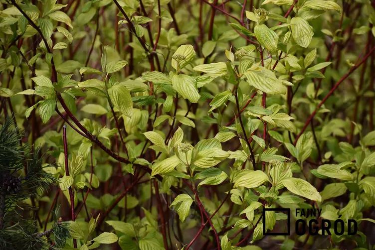 Dereń biały 'Sibirica'