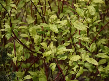 Dereń biały 'Sibirica' - zdjęcie 4