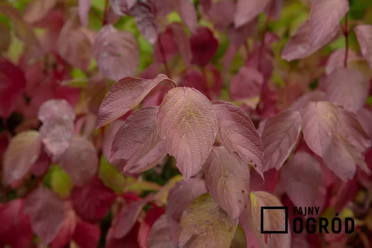 Dereń biały 'Sibirica' - zdjęcie 5