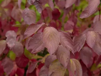 Dereń biały 'Sibirica' - zdjęcie 5