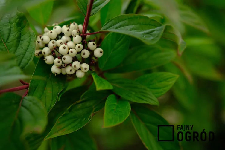 Dereń biały 'Sibirica'