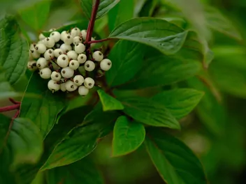 Ilustracja rośliny dereń biały 'sibirica'