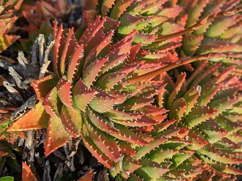 Aloes krótkolistny - zdjęcie 2