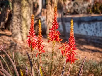 Aloes krótkolistny - zdjęcie 3