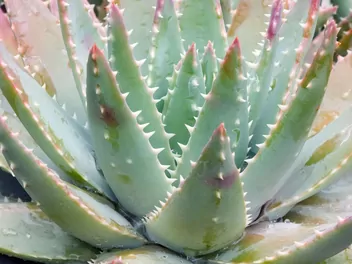 Aloes krótkolistny - zdjęcie 4