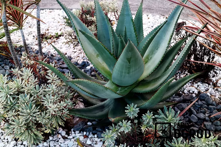 Aloes krótkolistny - zdjęcie 5