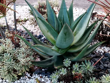 Aloes krótkolistny - zdjęcie 5