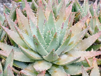 Ilustracja rośliny aloes krótkolistny