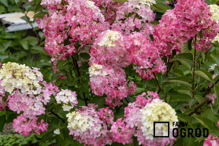 Hortensja fraise melba