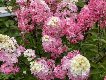 Hortensja bukietowa FRAISE MELBA 'Renba' - zdjęcie 2