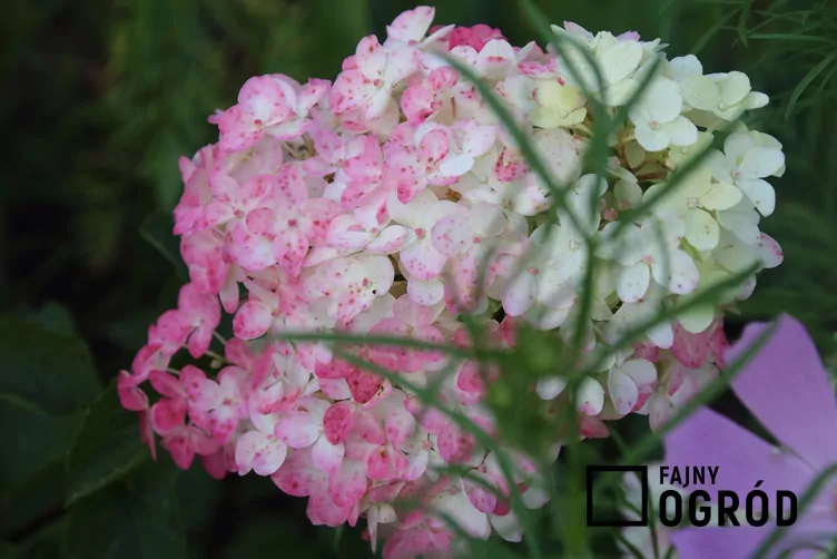 Hortensja bukietowa FRAISE MELBA 'Renba'