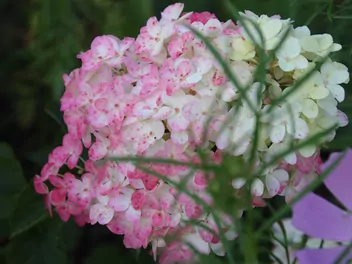 Hortensja bukietowa FRAISE MELBA 'Renba' - zdjęcie 3