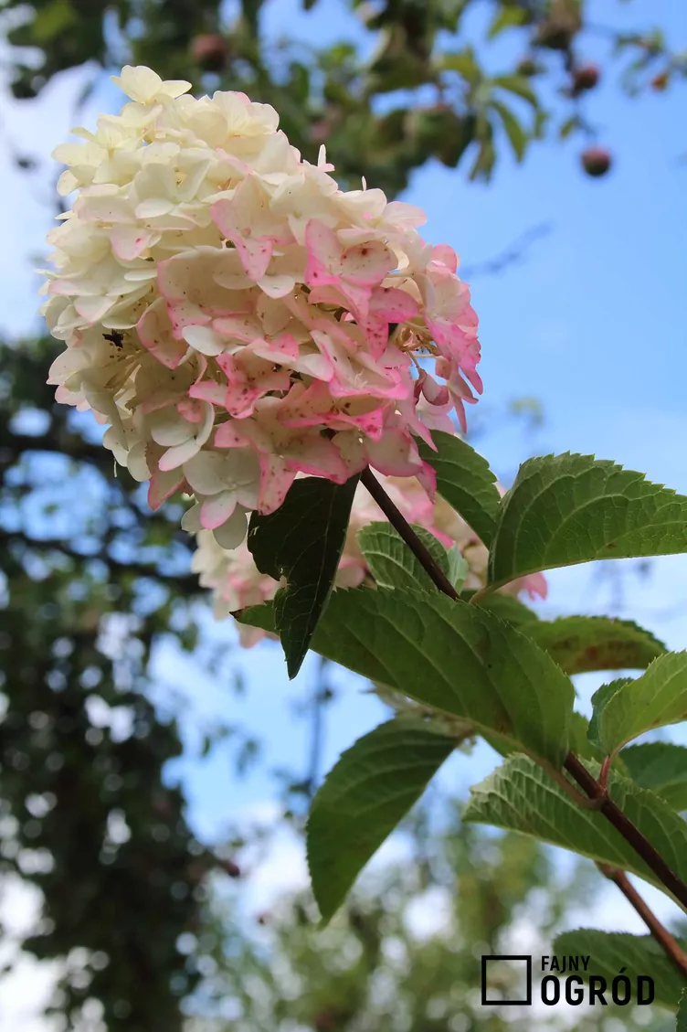 Hortensja bukietowa FRAISE MELBA 'Renba'