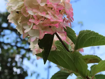 Hortensja bukietowa FRAISE MELBA 'Renba' - zdjęcie 4