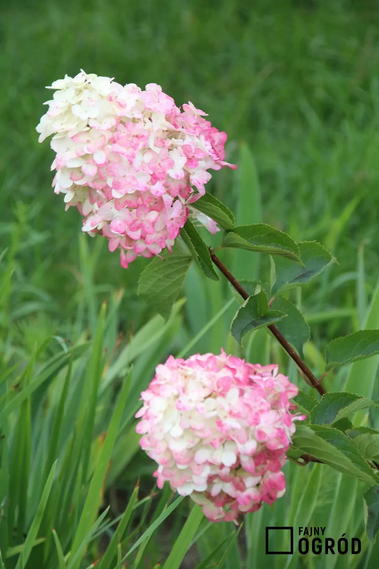 Hortensja bukietowa FRAISE MELBA 'Renba' - zdjęcie 5