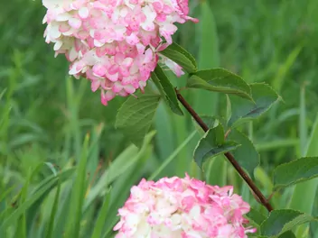 Hortensja bukietowa FRAISE MELBA 'Renba' - zdjęcie 5