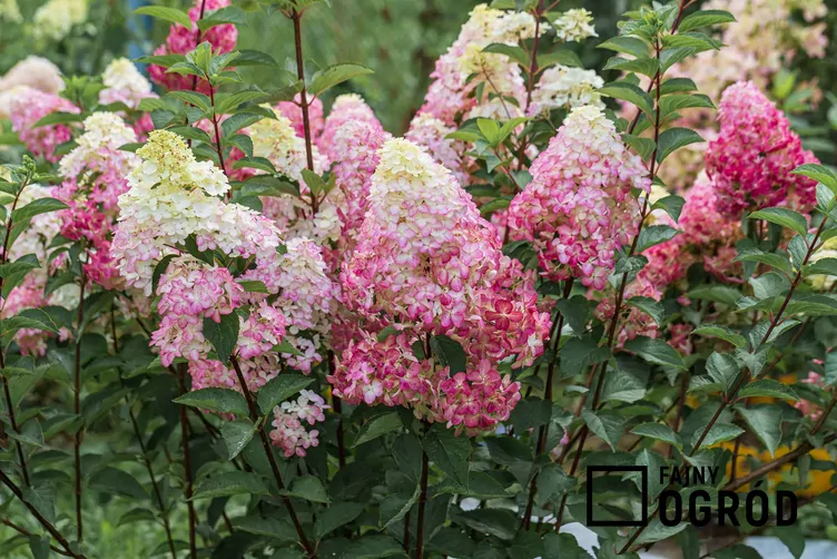 Hortensja bukietowa FRAISE MELBA 'Renba'