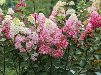 Ilustracja rośliny hortensja bukietowa fraise melba 'renba'