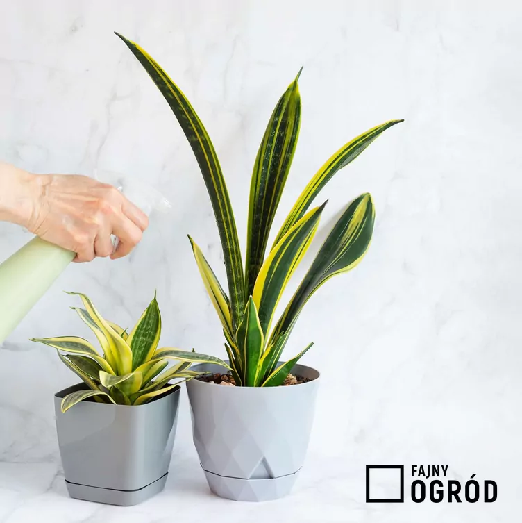 Sansewieria golden flame