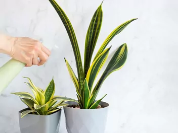 Sansewieria gwinejska 'Golden Flame' - zdjęcie 2