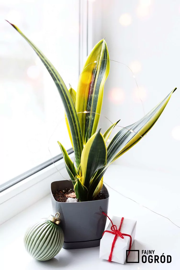 Sansewieria gwinejska 'Golden Flame'