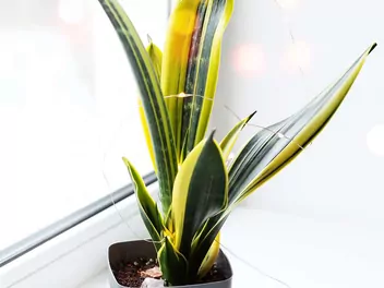 Sansewieria gwinejska 'Golden Flame' - zdjęcie 3