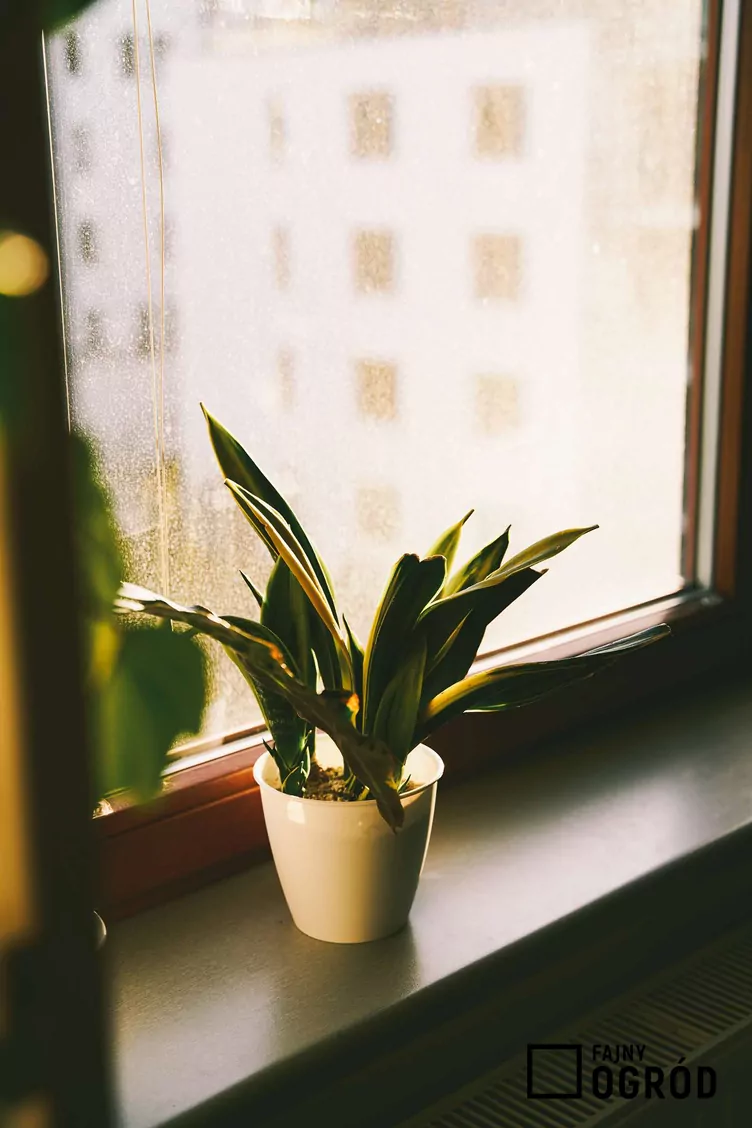 Sansewieria gwinejska 'Golden Flame'