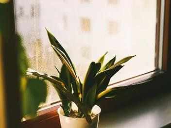 Sansewieria gwinejska 'Golden Flame' - zdjęcie 4