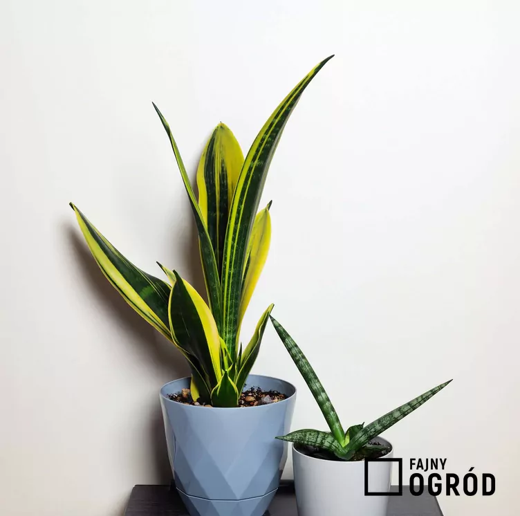 Sansewieria gwinejska 'Golden Flame' - zdjęcie 5