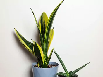 Sansewieria gwinejska 'Golden Flame' - zdjęcie 5