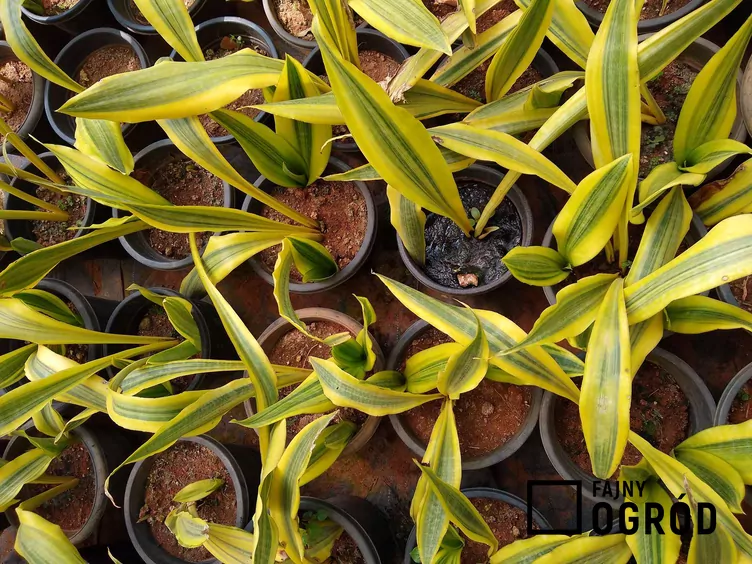 Sansewieria gwinejska 'Golden Flame'