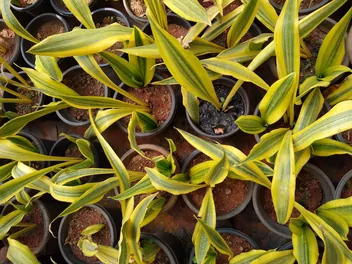 Ilustracja rośliny sansewieria gwinejska 'golden flame'