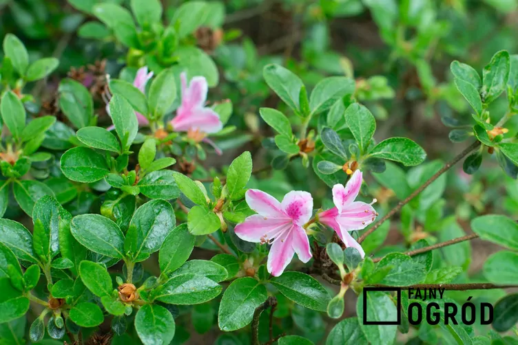 Azalia karłowa kermesina