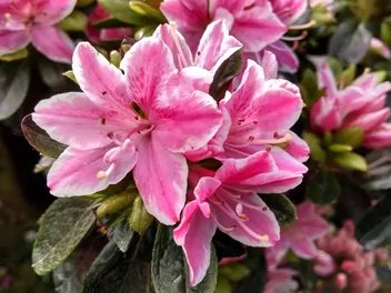 Azalia japońska 'Kermesina' - zdjęcie 3